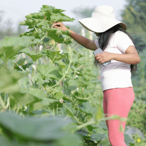 Greenspace by CoKheti Home Gardening Services