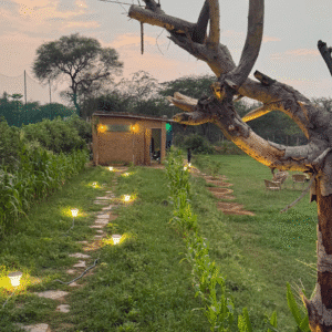 Under the Stars Movie Night at the Farm